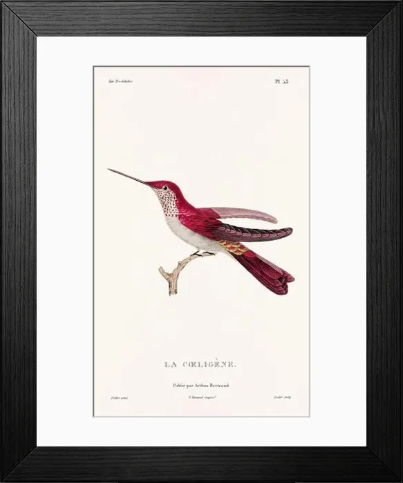 Framed Print : Vintage hummingbird print. 19th-Century French Hummingbird Illustration (Circa 1830) Framed Print : Vintage hummingbird print. 19th-Century French Hummingbird Illustration (Circa 1830)