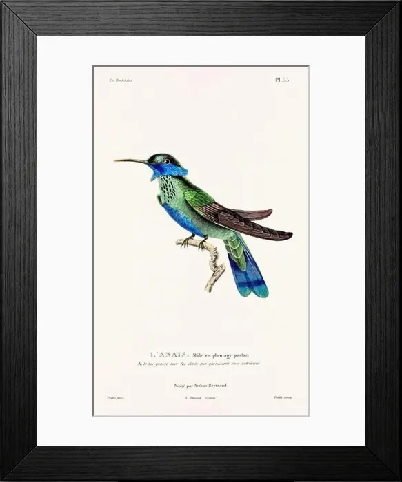 Framed Print : Vintage hummingbird print. 19th-Century French Hummingbird Illustration (Circa 1830) Framed Print : Vintage hummingbird print. 19th-Century French Hummingbird Illustration (Circa 1830)