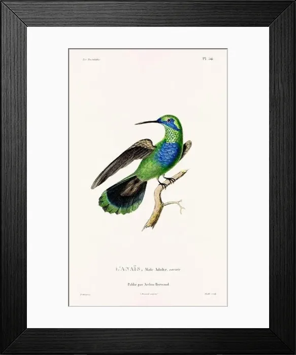 Framed Print : Vintage hummingbird print. 19th-Century French Hummingbird Illustration (Circa 1830) Framed Print : Vintage hummingbird print. 19th-Century French Hummingbird Illustration (Circa 1830)
