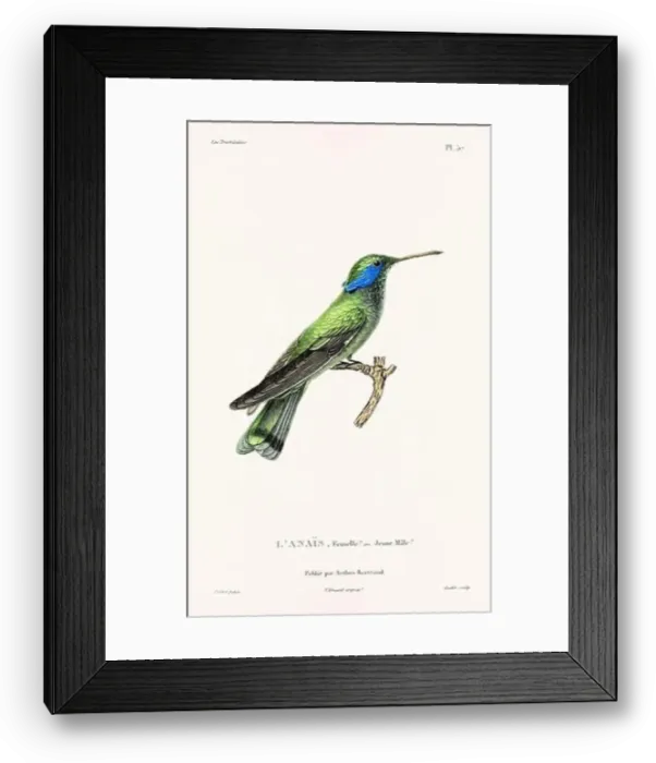 Framed Print : Vintage hummingbird print. 19th-Century French Hummingbird Illustration (Circa 1830) Framed Print : Vintage hummingbird print. 19th-Century French Hummingbird Illustration (Circa 1830)