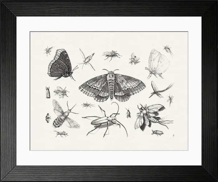 Framed Print : Antique Bugs Illustration: 17th-Century Insects by Jacob Hoefnagel - Butterflies Framed Print : Antique Bugs Illustration: 17th-Century Insects by Jacob Hoefnagel - Butterflies