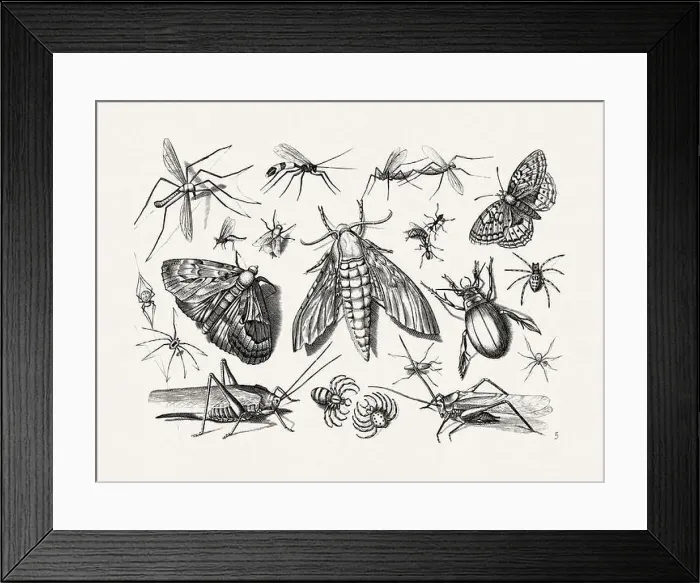 Framed Print : Antique Bugs Illustration: 17th-Century Insects by Jacob Hoefnagel - Butterflies Framed Print : Antique Bugs Illustration: 17th-Century Insects by Jacob Hoefnagel - Butterflies