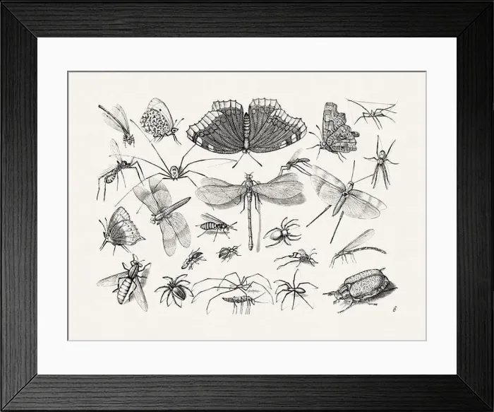 Framed Print : Antique Bugs Illustration: 17th-Century Insects by Jacob Hoefnagel - Butterflies Framed Print : Antique Bugs Illustration: 17th-Century Insects by Jacob Hoefnagel - Butterflies