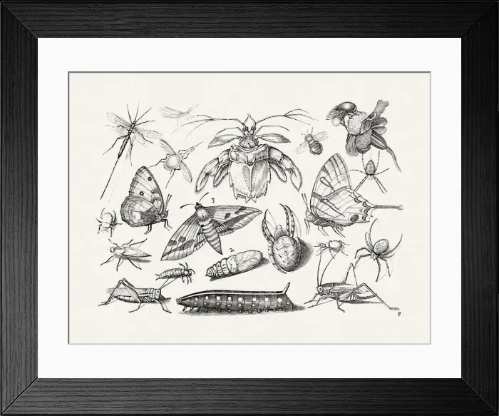 Framed Print : Antique Bugs Illustration: 17th-Century Insects by Jacob Hoefnagel - Butterflies Framed Print : Antique Bugs Illustration: 17th-Century Insects by Jacob Hoefnagel - Butterflies
