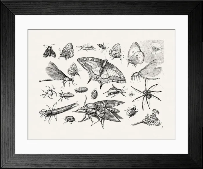Framed Print : Antique Bugs Illustration: 17th-Century Insects by Jacob Hoefnagel - Butterflies Framed Print : Antique Bugs Illustration: 17th-Century Insects by Jacob Hoefnagel - Butterflies