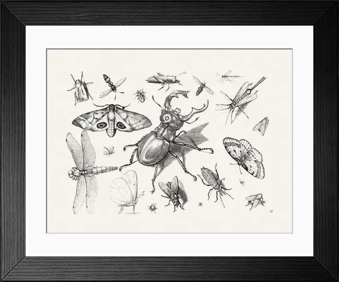 Framed Print : Antique Bugs Illustration: 17th-Century Insects by Jacob Hoefnagel - Butterflies