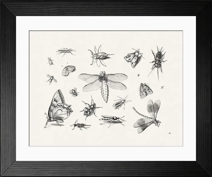 Framed Print : Antique Bugs Illustration: 17th-Century Insects by Jacob Hoefnagel - Butterflies Framed Print : Antique Bugs Illustration: 17th-Century Insects by Jacob Hoefnagel - Butterflies