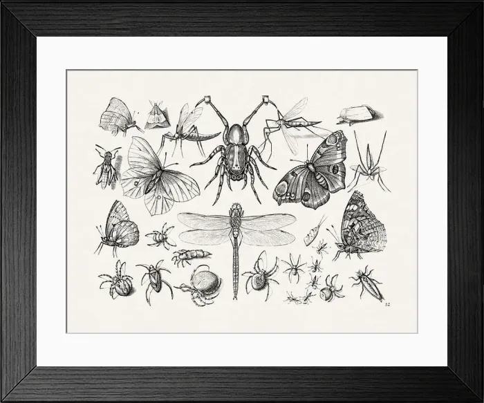 Framed Print : Antique Bugs Illustration: 17th-Century Insects by Jacob Hoefnagel - Butterflies Framed Print : Antique Bugs Illustration: 17th-Century Insects by Jacob Hoefnagel - Butterflies