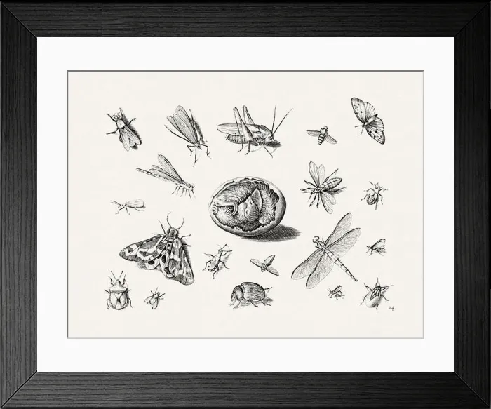 Framed Print : Antique Bugs Illustration: 17th-Century Insects by Jacob Hoefnagel - Butterflies Framed Print : Antique Bugs Illustration: 17th-Century Insects by Jacob Hoefnagel - Butterflies