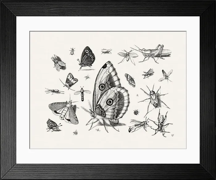Framed Print : Antique Bugs Illustration: 17th-Century Insects by Jacob Hoefnagel - Butterflies Framed Print : Antique Bugs Illustration: 17th-Century Insects by Jacob Hoefnagel - Butterflies