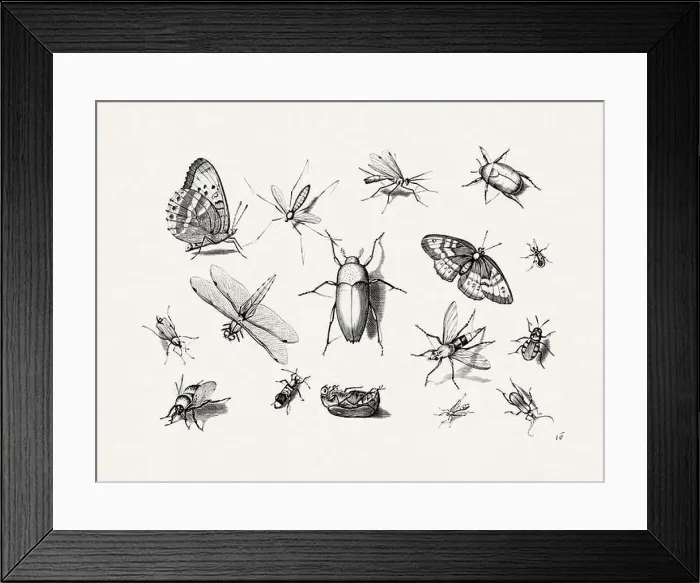 Framed Print : Antique Bugs Illustration: 17th-Century Insects by Jacob Hoefnagel - Butterflies
