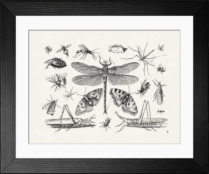 Framed Print : Antique Bugs Illustration: 17th-Century Insects by Jacob Hoefnagel - Butterflies Framed Print : Antique Bugs Illustration: 17th-Century Insects by Jacob Hoefnagel - Butterflies