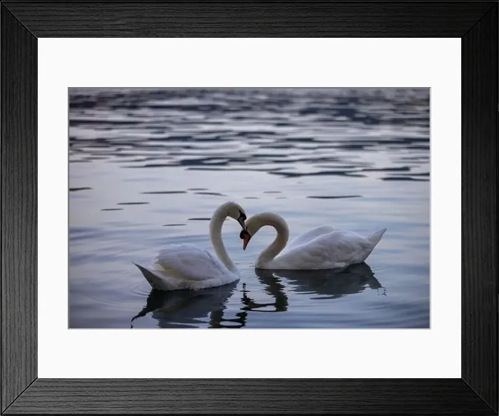 Framed Print : View of Swans in the Lake Zurich in the winter morning, Zurich, Switzerland Framed Print : View of Swans in the Lake Zurich in the winter morning, Zurich, Switzerland
