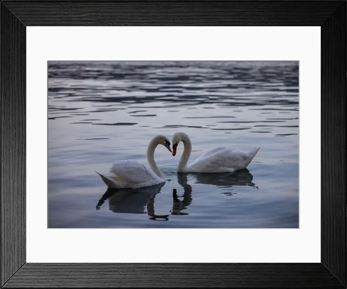 Framed Print : View of Swans in the Lake Zurich in the winter morning, Zurich, Switzerland Framed Print : View of Swans in the Lake Zurich in the winter morning, Zurich, Switzerland