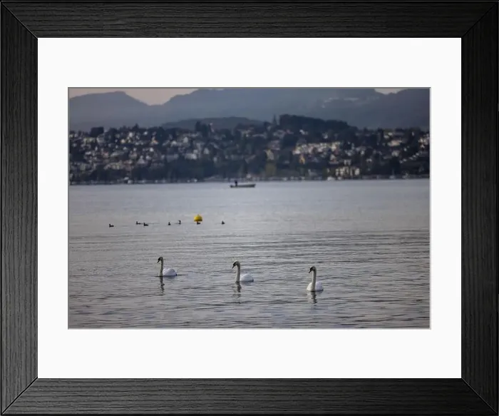 Framed Print : View of Swans in the Lake Zurich in the winter morning, Zurich, Switzerland Framed Print : View of Swans in the Lake Zurich in the winter morning, Zurich, Switzerland