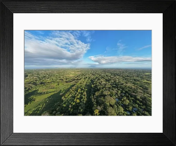 Framed Print : Big tree plantation field in farm central america aerial drone view Framed Print : Big tree plantation field in farm central america aerial drone view