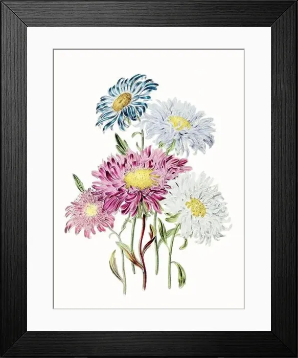 Framed Print : Colorful Flower Illustration: A digital vintage-style flower on a textured white background Framed Print : Colorful Flower Illustration: A digital vintage-style flower on a textured white background