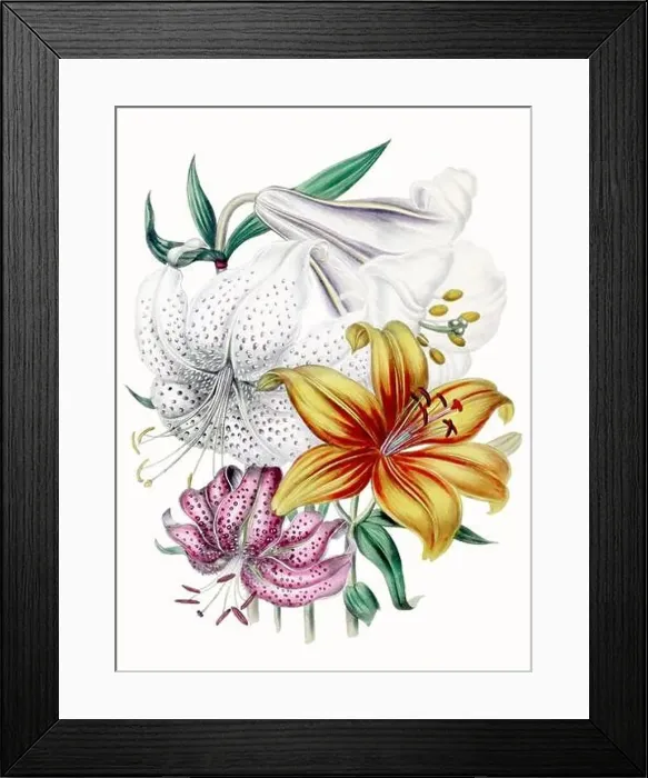 Framed Print : Colorful Flower Illustration: A digital vintage-style flower on a textured white background Framed Print : Colorful Flower Illustration: A digital vintage-style flower on a textured white background