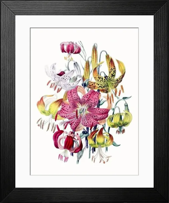 Framed Print : Colorful Flower Illustration: A digital vintage-style flower on a textured white background Framed Print : Colorful Flower Illustration: A digital vintage-style flower on a textured white background