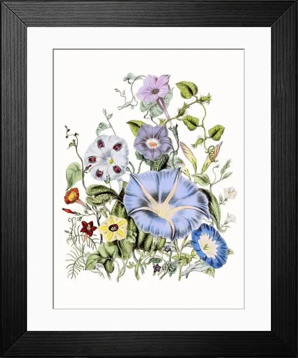 Framed Print : Colorful Flower Illustration: A digital vintage-style flower on a textured white background Framed Print : Colorful Flower Illustration: A digital vintage-style flower on a textured white background