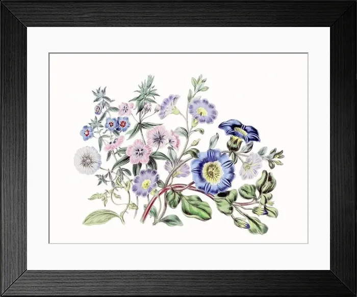 Framed Print : Colorful Flower Illustration: A digital vintage-style flower on a textured white background Framed Print : Colorful Flower Illustration: A digital vintage-style flower on a textured white background