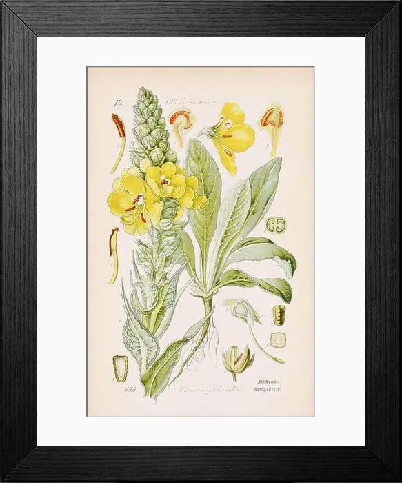 Framed Print : Vintage botanical illustration from a 19th-century German book Framed Print : Vintage botanical illustration from a 19th-century German book