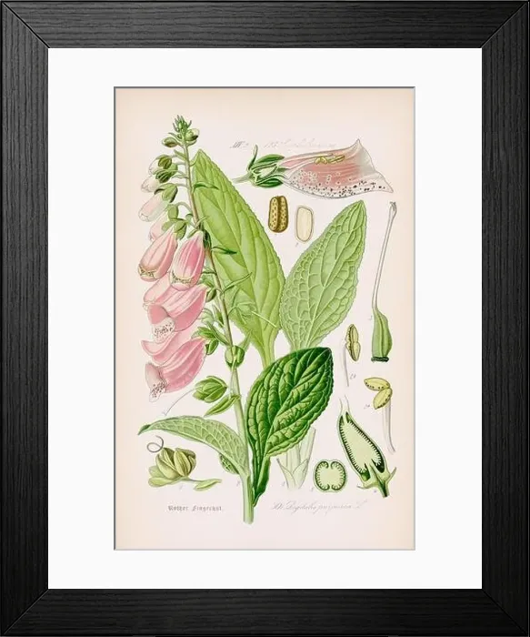 Framed Print : Vintage botanical illustration from a 19th-century German book Framed Print : Vintage botanical illustration from a 19th-century German book