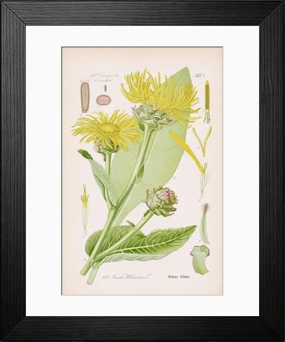 Framed Print : Vintage botanical illustration from a 19th-century German book Framed Print : Vintage botanical illustration from a 19th-century German book