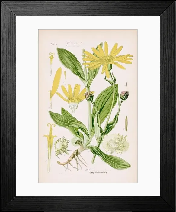 Framed Print : Vintage botanical illustration from a 19th-century German book Framed Print : Vintage botanical illustration from a 19th-century German book
