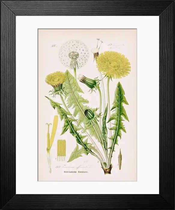 Framed Print : Vintage botanical illustration from a 19th-century German book Framed Print : Vintage botanical illustration from a 19th-century German book