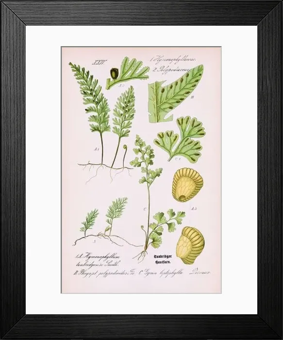 Framed Print : Vintage botanical illustration from a 19th-century German book Framed Print : Vintage botanical illustration from a 19th-century German book