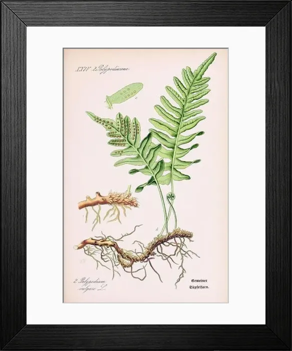 Framed Print : Vintage botanical illustration from a 19th-century German book Framed Print : Vintage botanical illustration from a 19th-century German book