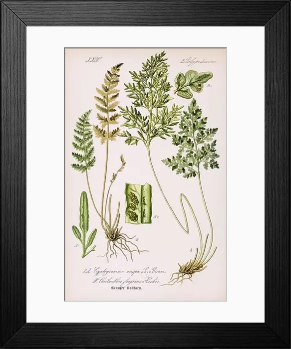 Framed Print : Vintage botanical illustration from a 19th-century German book Framed Print : Vintage botanical illustration from a 19th-century German book