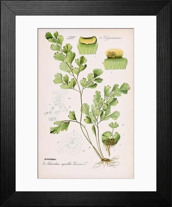 Framed Print : Vintage botanical illustration from a 19th-century German book Framed Print : Vintage botanical illustration from a 19th-century German book