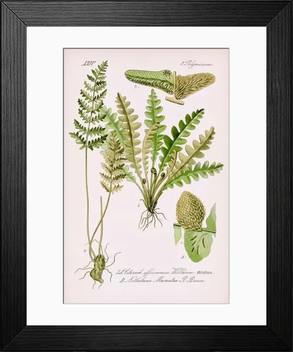 Framed Print : Vintage botanical illustration from a 19th-century German book Framed Print : Vintage botanical illustration from a 19th-century German book