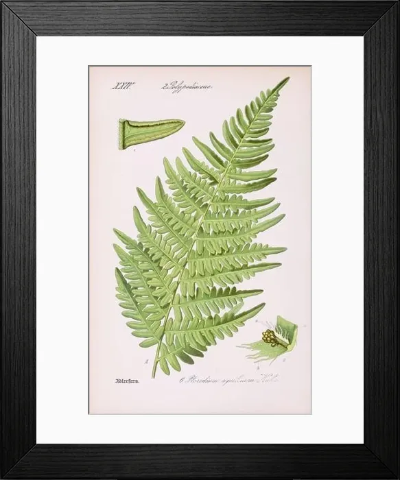Framed Print : Vintage botanical illustration from a 19th-century German book Framed Print : Vintage botanical illustration from a 19th-century German book