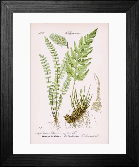 Framed Print : Vintage botanical illustration from a 19th-century German book Framed Print : Vintage botanical illustration from a 19th-century German book
