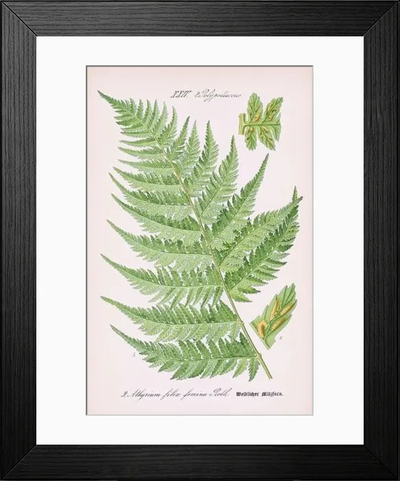 Framed Print : Vintage botanical illustration from a 19th-century German book Framed Print : Vintage botanical illustration from a 19th-century German book