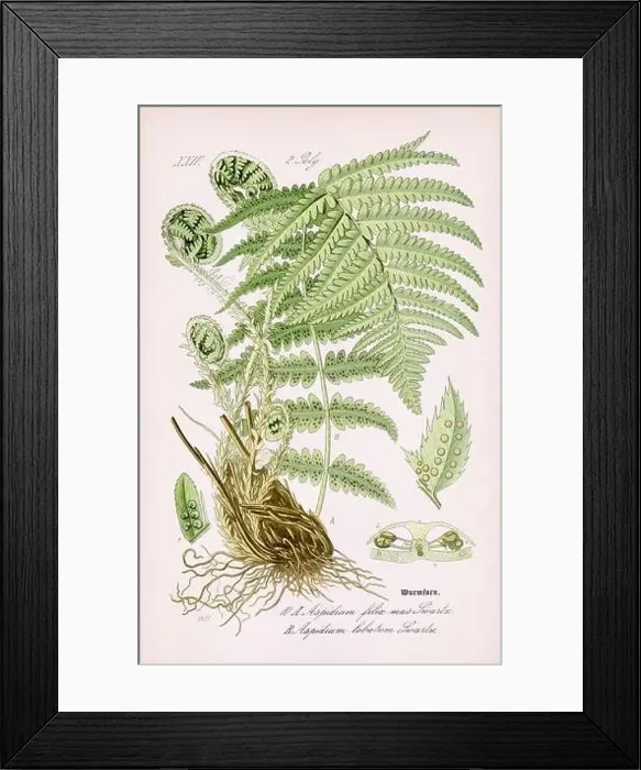 Framed Print : Vintage botanical illustration from a 19th-century German book Framed Print : Vintage botanical illustration from a 19th-century German book