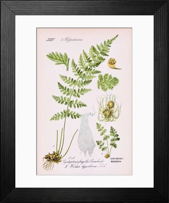 Framed Print : Vintage botanical illustration from a 19th-century German book Framed Print : Vintage botanical illustration from a 19th-century German book