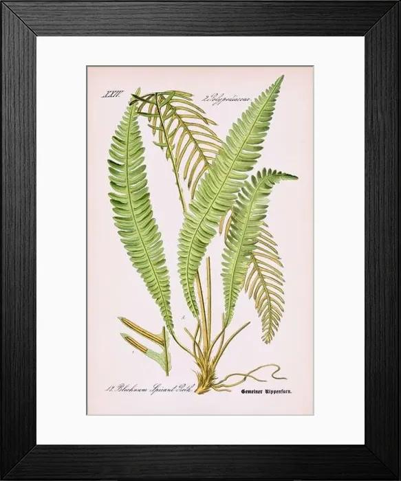 Framed Print : Vintage botanical illustration from a 19th-century German book Framed Print : Vintage botanical illustration from a 19th-century German book