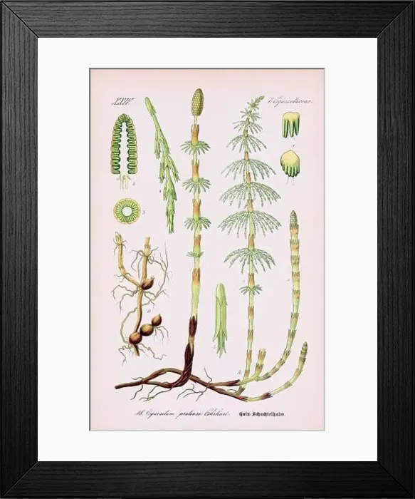 Framed Print : Vintage botanical illustration from a 19th-century German book Framed Print : Vintage botanical illustration from a 19th-century German book