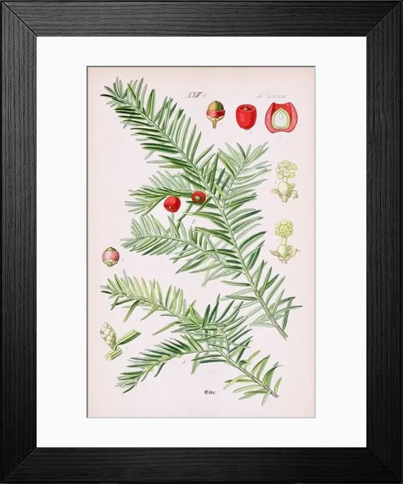 Framed Print : Vintage botanical illustration from a 19th-century German book Framed Print : Vintage botanical illustration from a 19th-century German book