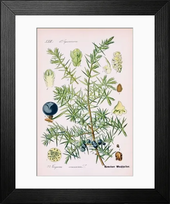 Framed Print : Vintage botanical illustration from a 19th-century German book Framed Print : Vintage botanical illustration from a 19th-century German book