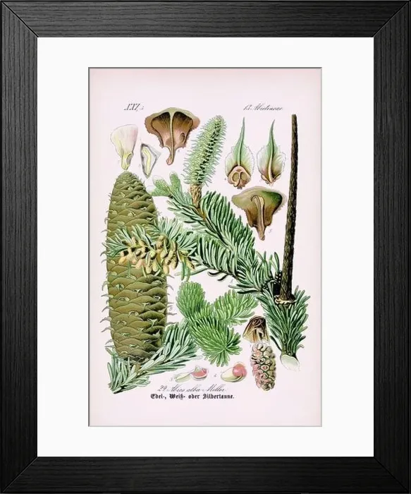 Framed Print : Vintage botanical illustration from a 19th-century German book