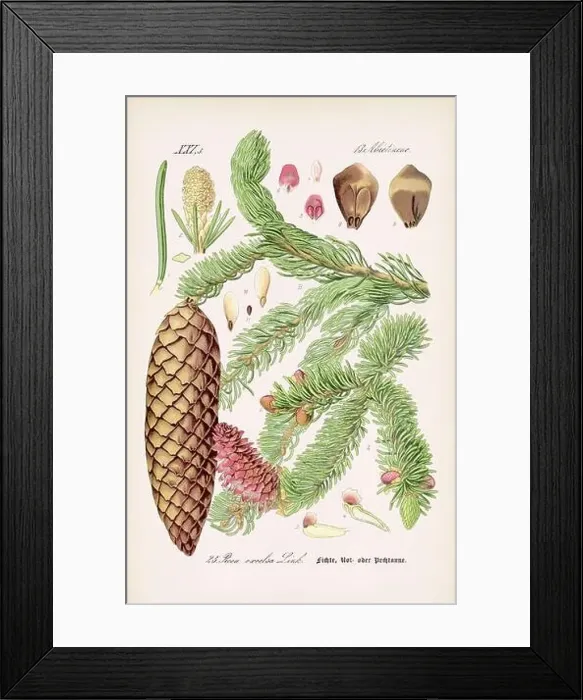 Framed Print : Vintage botanical illustration from a 19th-century German book Framed Print : Vintage botanical illustration from a 19th-century German book