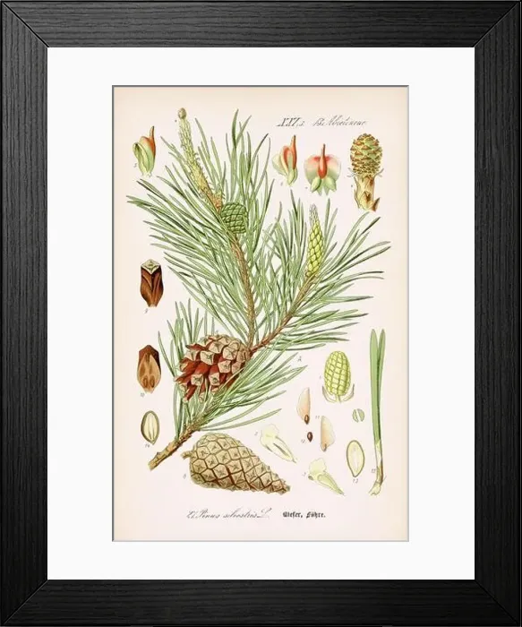 Framed Print : Vintage botanical illustration from a 19th-century German book Framed Print : Vintage botanical illustration from a 19th-century German book