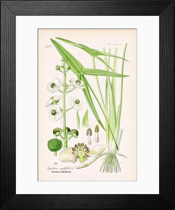 Framed Print : Vintage botanical illustration from a 19th-century German book Framed Print : Vintage botanical illustration from a 19th-century German book