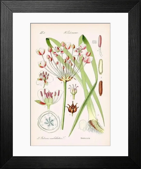 Framed Print : Vintage botanical illustration from a 19th-century German book Framed Print : Vintage botanical illustration from a 19th-century German book