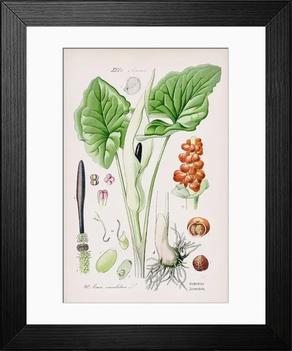Framed Print : Vintage botanical illustration from a 19th-century German book Framed Print : Vintage botanical illustration from a 19th-century German book